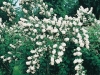 Philadelphus snowflake 